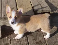 Garry #3...Genetic tested, a male Pembroke Welsh Corgi for sale in Zanesville, OH – Photo 1 of 8