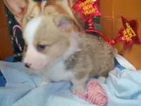 Garry #3...Genetic tested, a male Pembroke Welsh Corgi for sale in Zanesville, OH – Photo 6 of 8