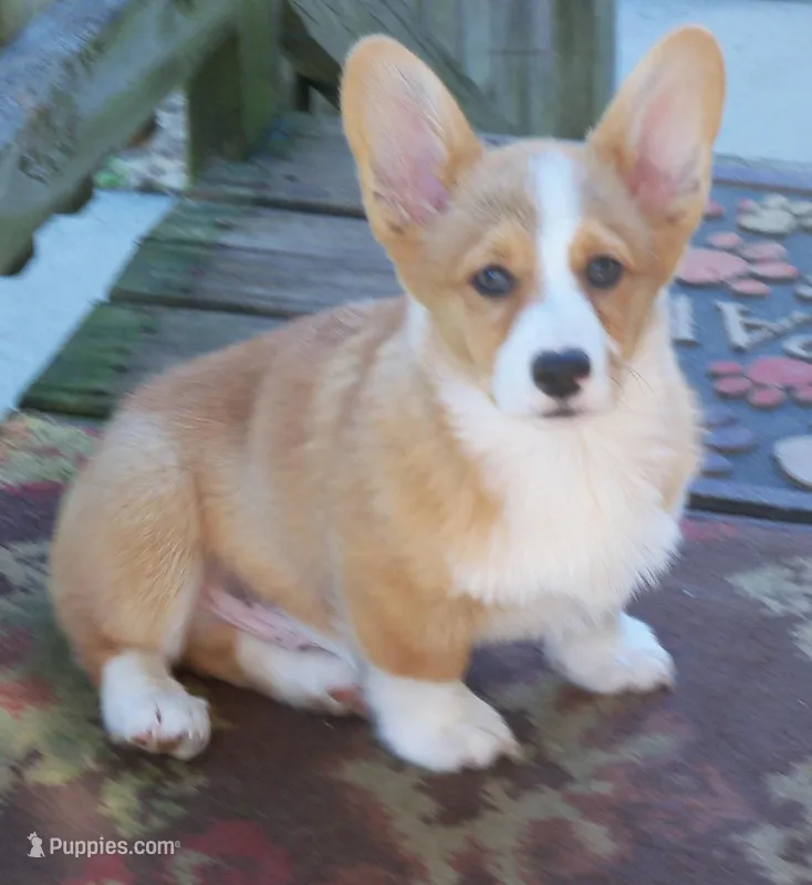 Garry #3...Genetic tested – Pembroke Welsh Corgi puppy for sale in Zanesville, OH
