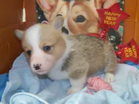 Garry #3...Genetic tested, a male Pembroke Welsh Corgi for sale in Zanesville, OH – Photo 5 of 8