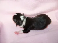 Indigo, a female Pembroke Welsh Corgi for sale in Zanesville, OH – 1 of 5
