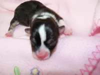 Indigo, a female Pembroke Welsh Corgi for sale in Zanesville, OH – 2 of 5