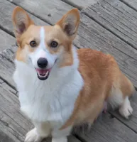 Gypsy, a female Pembroke Welsh Corgi for sale in Zanesville, OH – Photo 1 of 5