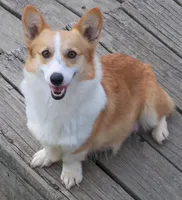 Gypsy, a female Pembroke Welsh Corgi for sale in Zanesville, OH – Photo 5 of 5