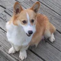 Gypsy, a female Pembroke Welsh Corgi for sale in Zanesville, OH – Photo 3 of 5