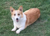 Gypsy, a female Pembroke Welsh Corgi for sale in Zanesville, OH – Photo 2 of 5