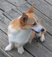 Gypsy, a female Pembroke Welsh Corgi for sale in Zanesville, OH – Photo 4 of 5