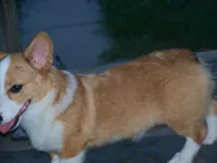 SADIE, a female Pembroke Welsh Corgi for sale in Zanesville, OH – 3 of 8