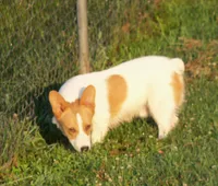 Rusty...triple clear, a male Pembroke Welsh Corgi for sale in Zanesville, OH – 5 of 6