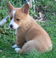 Terri...., a female Pembroke Welsh Corgi for sale in Zanesville, OH – Photo 5 of 5