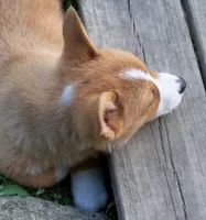 Terri...., a female Pembroke Welsh Corgi for sale in Zanesville, OH – Photo 3 of 5
