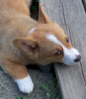 Terri...., a female Pembroke Welsh Corgi for sale in Zanesville, OH – Photo 4 of 5