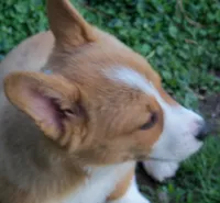 Terri...., a female Pembroke Welsh Corgi for sale in Zanesville, OH – Photo 1 of 5