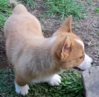 Terri...., a female Pembroke Welsh Corgi for sale in Zanesville, OH – Photo 2 of 5
