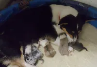 Looky-looky, a male Pembroke Welsh Corgi for sale in Zanesville, OH – Photo 4 of 4