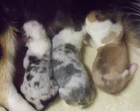 Looky-looky, a male Pembroke Welsh Corgi for sale in Zanesville, OH – Photo 3 of 4