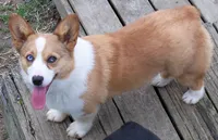 Looky-looky, a male Pembroke Welsh Corgi for sale in Zanesville, OH – Photo 2 of 4