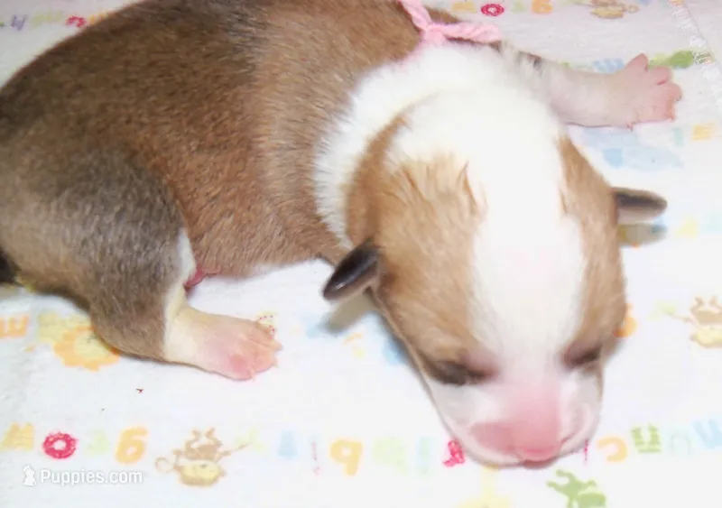 Female.....pink, a female Pembroke Welsh Corgi for sale in Zanesville, OH – 1 of 3