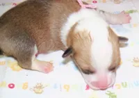 Female.....pink, a female Pembroke Welsh Corgi for sale in Zanesville, OH – 1 of 3