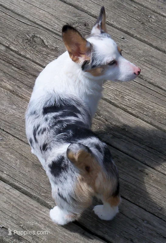 Honeymoon – Pembroke Welsh Corgi puppy for sale in Zanesville, OH