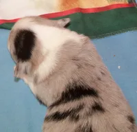 Cobalt    blue merle, a male Pembroke Welsh Corgi for sale in Zanesville, OH – 5 of 10