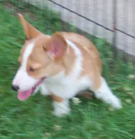 SADIE, a female Pembroke Welsh Corgi for sale in Zanesville, OH – 2 of 8