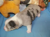 Cobalt    blue merle, a male Pembroke Welsh Corgi for sale in Zanesville, OH – 3 of 10