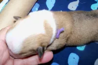 MALE...purple, a male Pembroke Welsh Corgi for sale in Zanesville, OH – 3 of 5