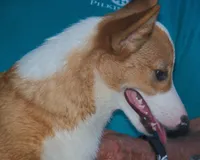 SADIE, a female Pembroke Welsh Corgi for sale in Zanesville, OH – 4 of 8