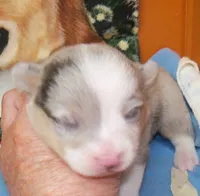 Royal.......Bluie blue merle, a male Pembroke Welsh Corgi for sale in Zanesville, OH – 3 of 9