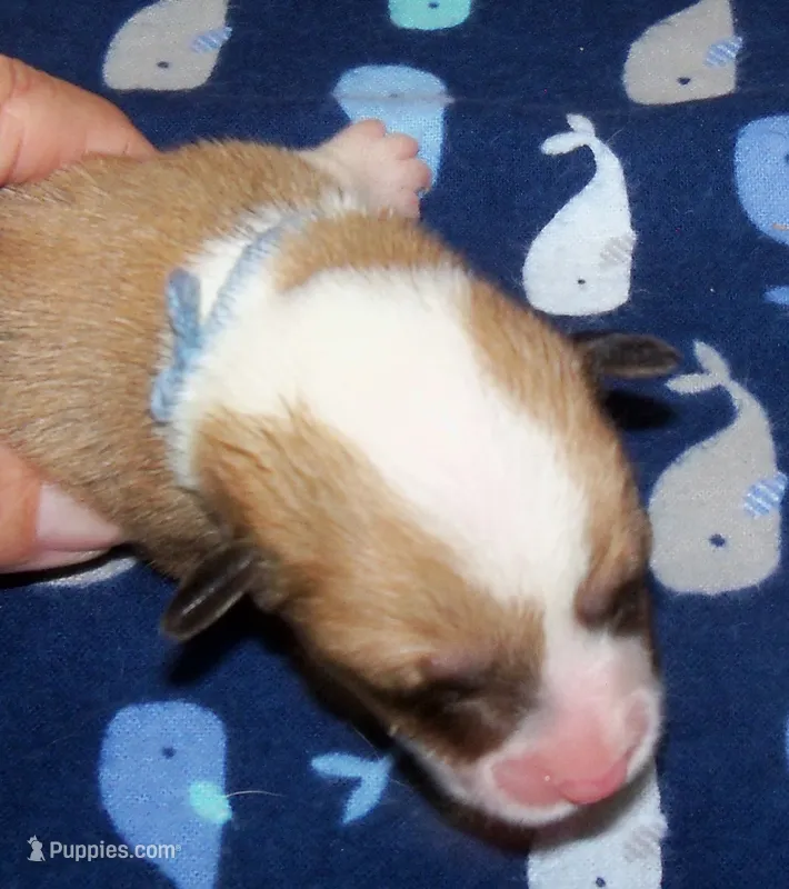 MALE..blue – Pembroke Welsh Corgi puppy for sale in Zanesville, OH