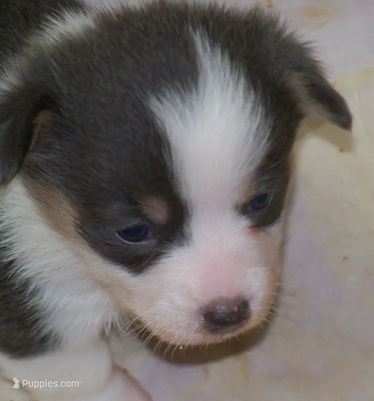 Denim....Bluie – Pembroke Welsh Corgi puppy for sale in Zanesville, OH