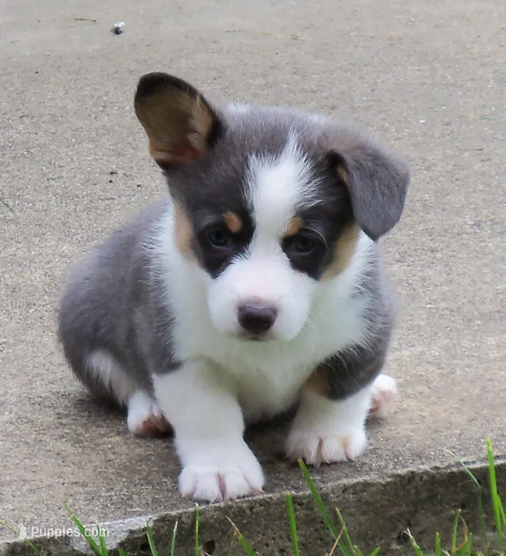 Denim....Bluie – Pembroke Welsh Corgi puppy for sale in Zanesville, OH