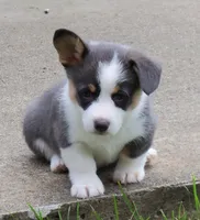Denim....Bluie, a female Pembroke Welsh Corgi for sale in Zanesville, OH – 1 of 9