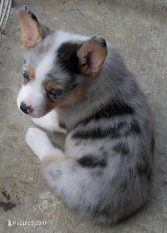 Cobalt    blue merle – Pembroke Welsh Corgi puppy on hold in Zanesville, OH