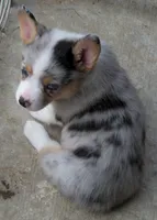 Cobalt    blue merle, a male Pembroke Welsh Corgi for sale in Zanesville, OH – 1 of 10
