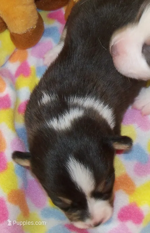 Indigo – Pembroke Welsh Corgi puppy for sale in Zanesville, OH