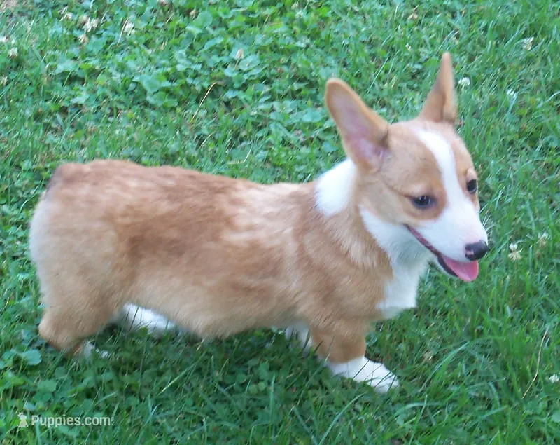SADIE – Pembroke Welsh Corgi puppy for sale in Zanesville, OH