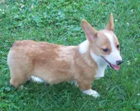SADIE, a female Pembroke Welsh Corgi for sale in Zanesville, OH – 1 of 8