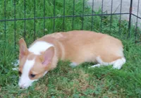 Sarah, a female Pembroke Welsh Corgi for sale in Zanesville, OH – 4 of 5