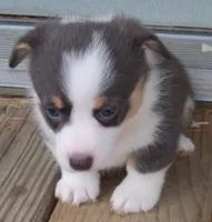 Denim....Bluie, a female Pembroke Welsh Corgi for sale in Zanesville, OH – 5 of 9
