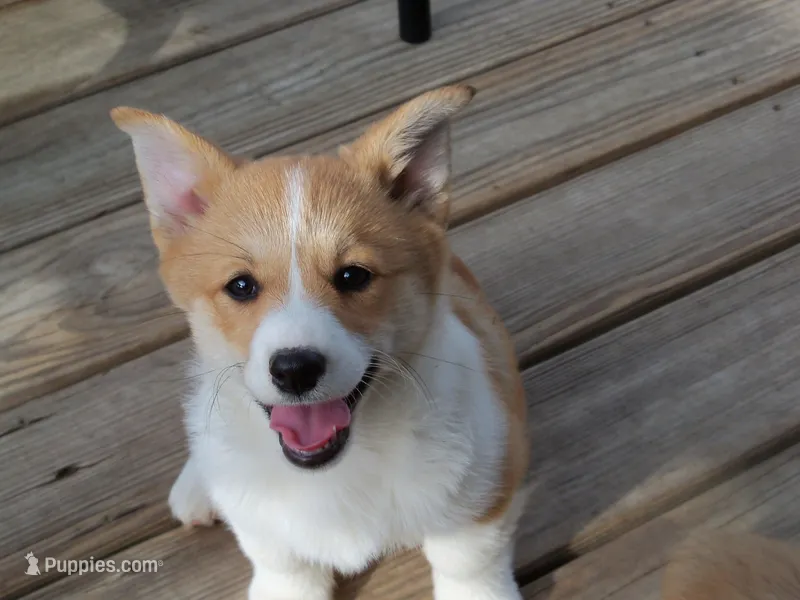 Miss Mindy Bell – Pembroke Welsh Corgi puppy for sale in Zanesville, OH