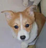 Miss Mindy Bell, a female Pembroke Welsh Corgi for sale in Zanesville, OH – Photo 2 of 8