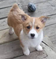 Miss Mindy Bell, a female Pembroke Welsh Corgi for sale in Zanesville, OH – Photo 5 of 8