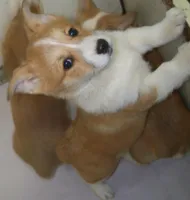 Miss Mindy Bell, a female Pembroke Welsh Corgi for sale in Zanesville, OH – Photo 1 of 8