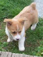 Miss Mindy Bell, a female Pembroke Welsh Corgi for sale in Zanesville, OH – Photo 7 of 8