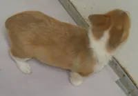 Miss Mindy Bell, a female Pembroke Welsh Corgi for sale in Zanesville, OH – Photo 4 of 8