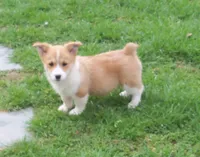 Miss Mindy Bell, a female Pembroke Welsh Corgi for sale in Zanesville, OH – Photo 8 of 8