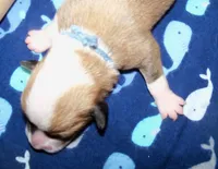 MALE..blue, a male Pembroke Welsh Corgi for sale in Zanesville, OH – 6 of 6