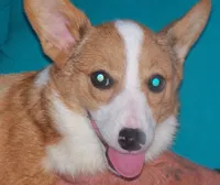 SADIE, a female Pembroke Welsh Corgi for sale in Zanesville, OH – 6 of 8